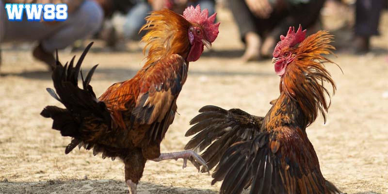 Đá Gà Cựa Dao: Chiến Thuật Cùng Trải Nghiệm Đỉnh Cao