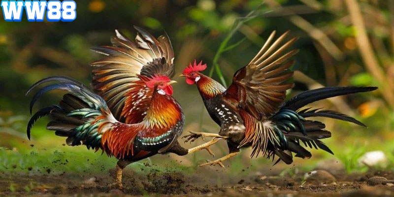 Đá gà cựa dao luôn là sự lựa chọn hàng đầu của kê thủ