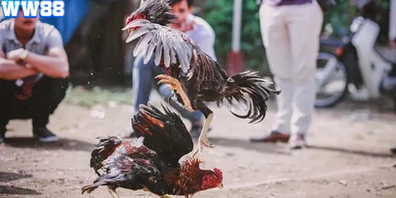 Hãy quan sát thật kỹ chiến kê trước trận đấu để đặt cược chính xác