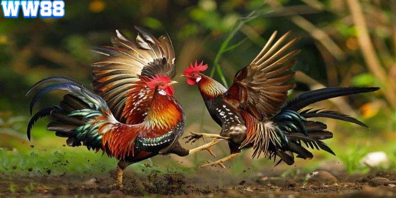 Đá gà cựa dao mang đến những trận đấu vô cùng kịch tính và gây cấn